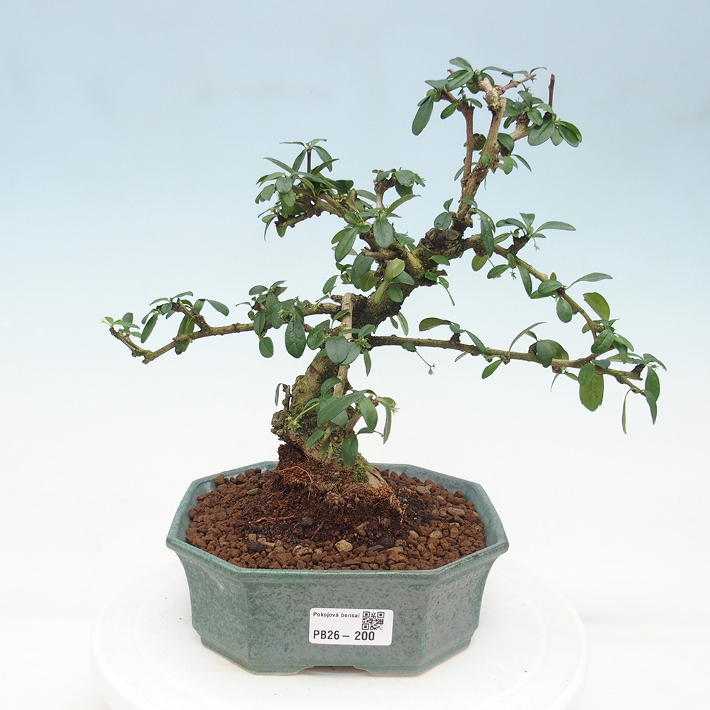 Room bonsai - Carmona macrophylla - Tea fuki