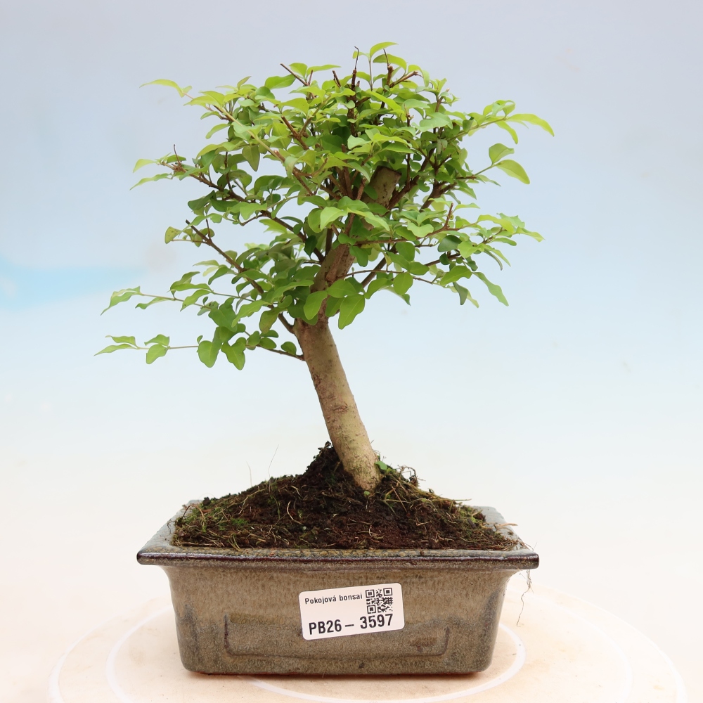 Room bonsai -Ligustrum chinensis - Birds Beak