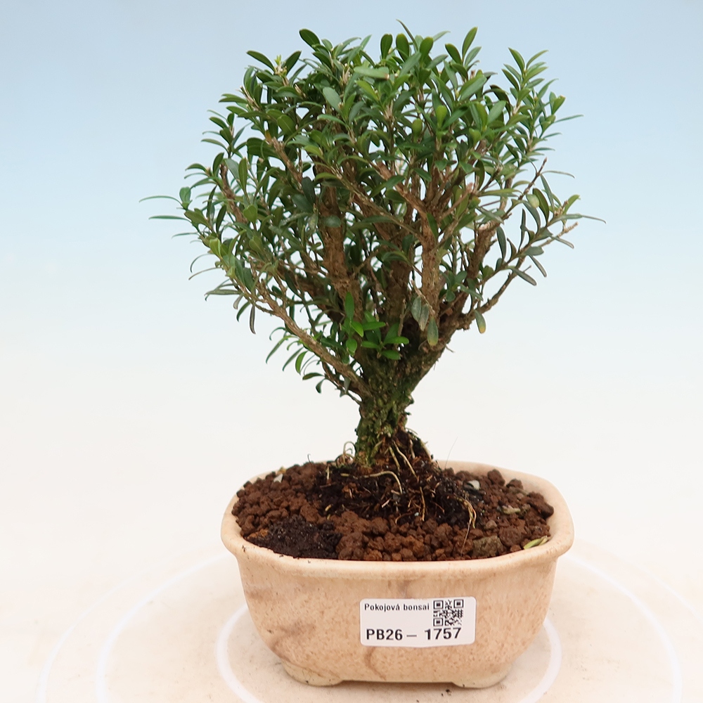 Room bonsai - Buxus harlandii - cork buxus