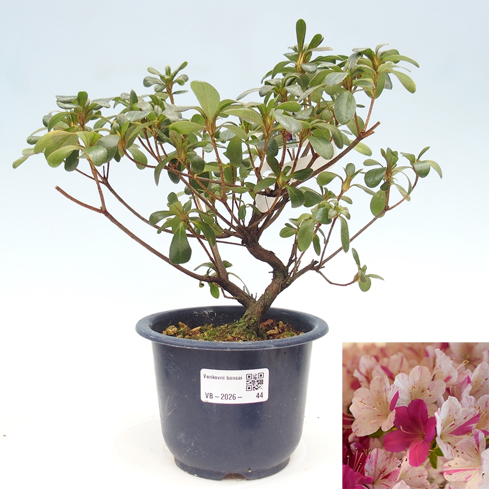 Outdoor bonsai - Japanese azalea - Azalea Kaminoyamakirin