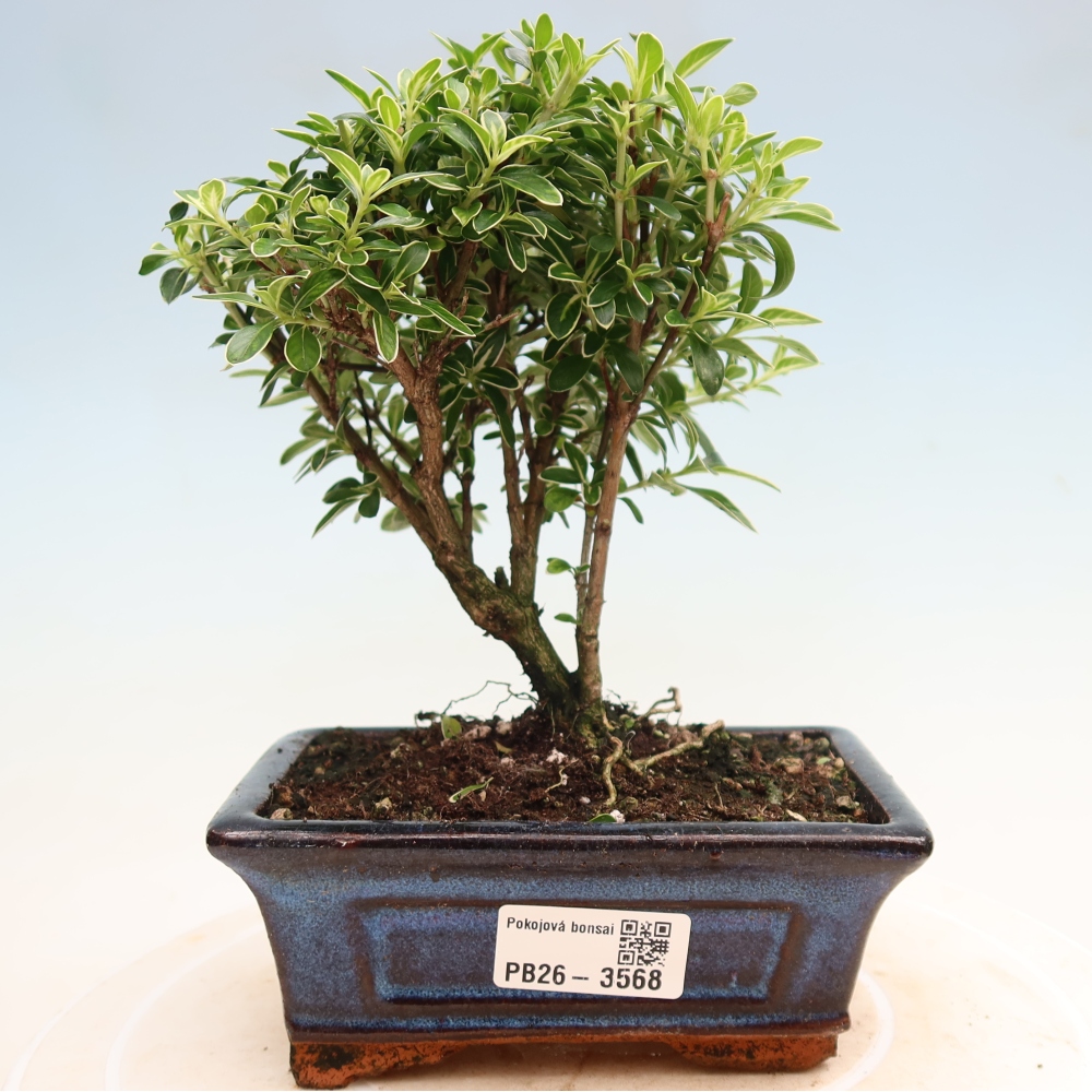 Indoor Bonsai - Serissa foetida Variegata - Tree of a Thousand Stars