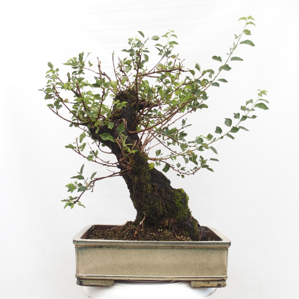 Outdoor bonsai - Mahalebka - Prunus mahaleb