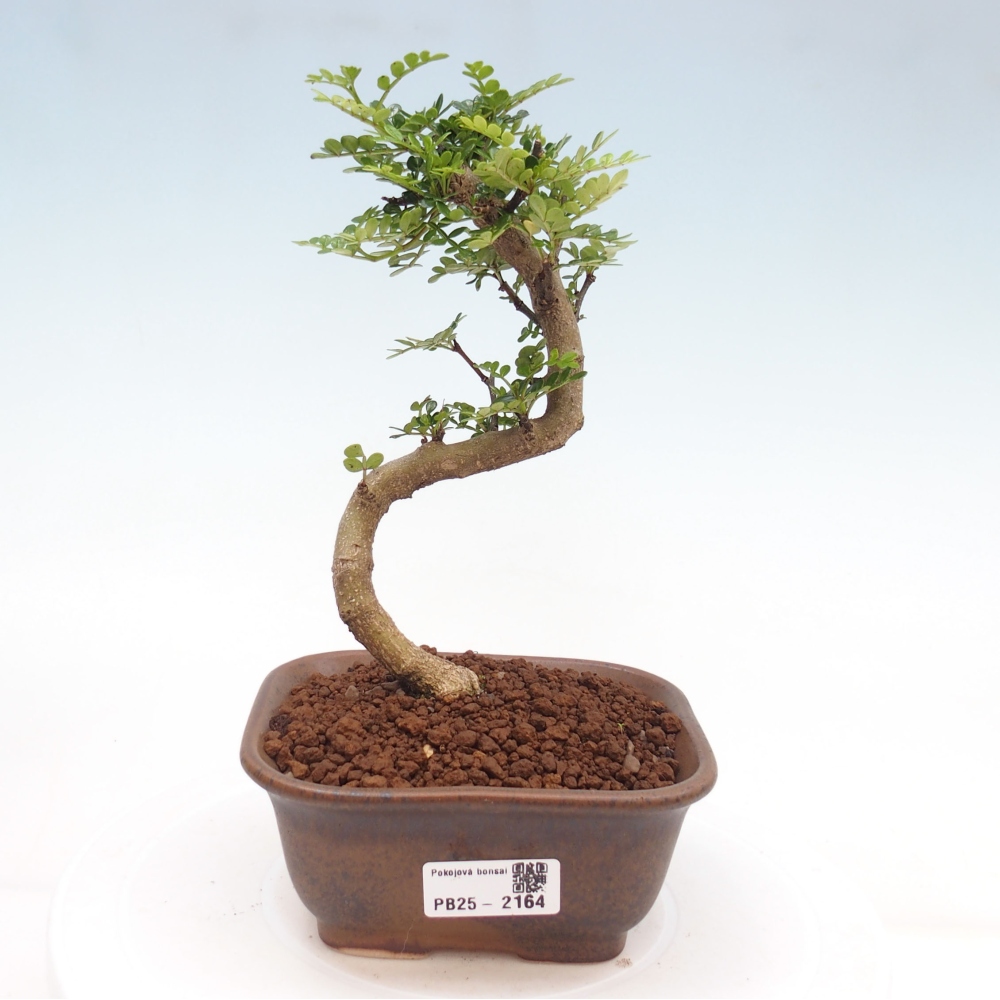 Indoor bonsai -Ligustrum chinensis - Bird's beak