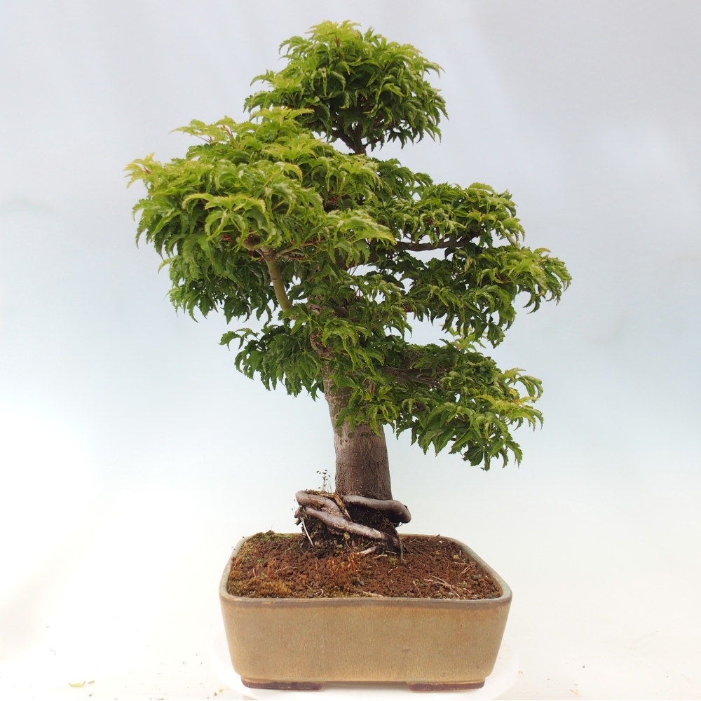 Outdoor bonsai -Javor palm Acer palmatum Shishigashira