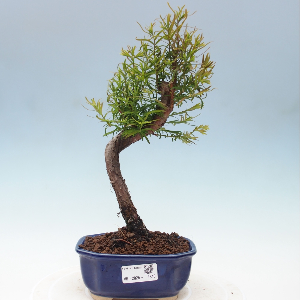 Outdoor bonsai - Metasequoia glyptostroboides - Chinese Metasequoia