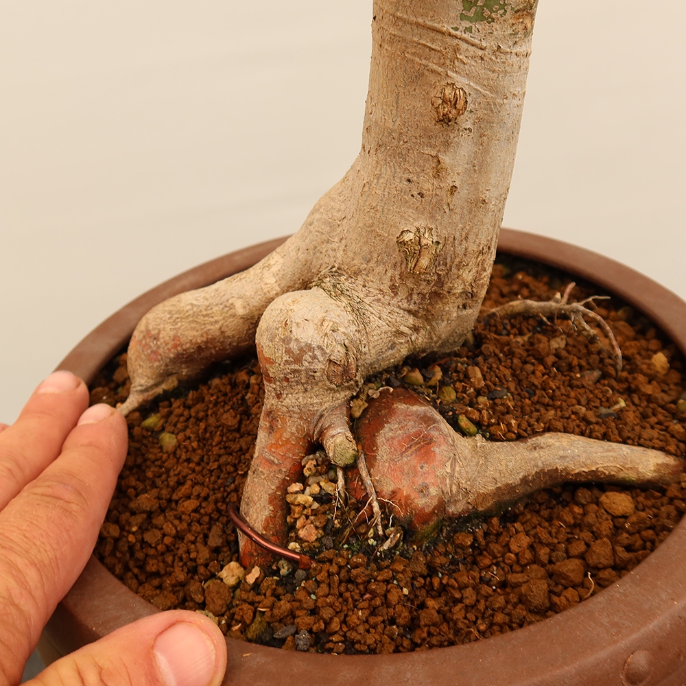 Outdoor bonsai - Maple palmatum - Palms