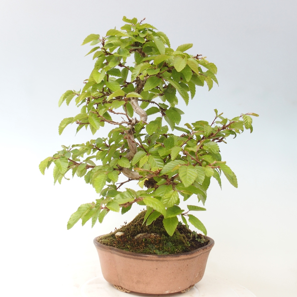 Outdoor bonsai -Carpinus CARPINOIDES - Korean Hornbeam