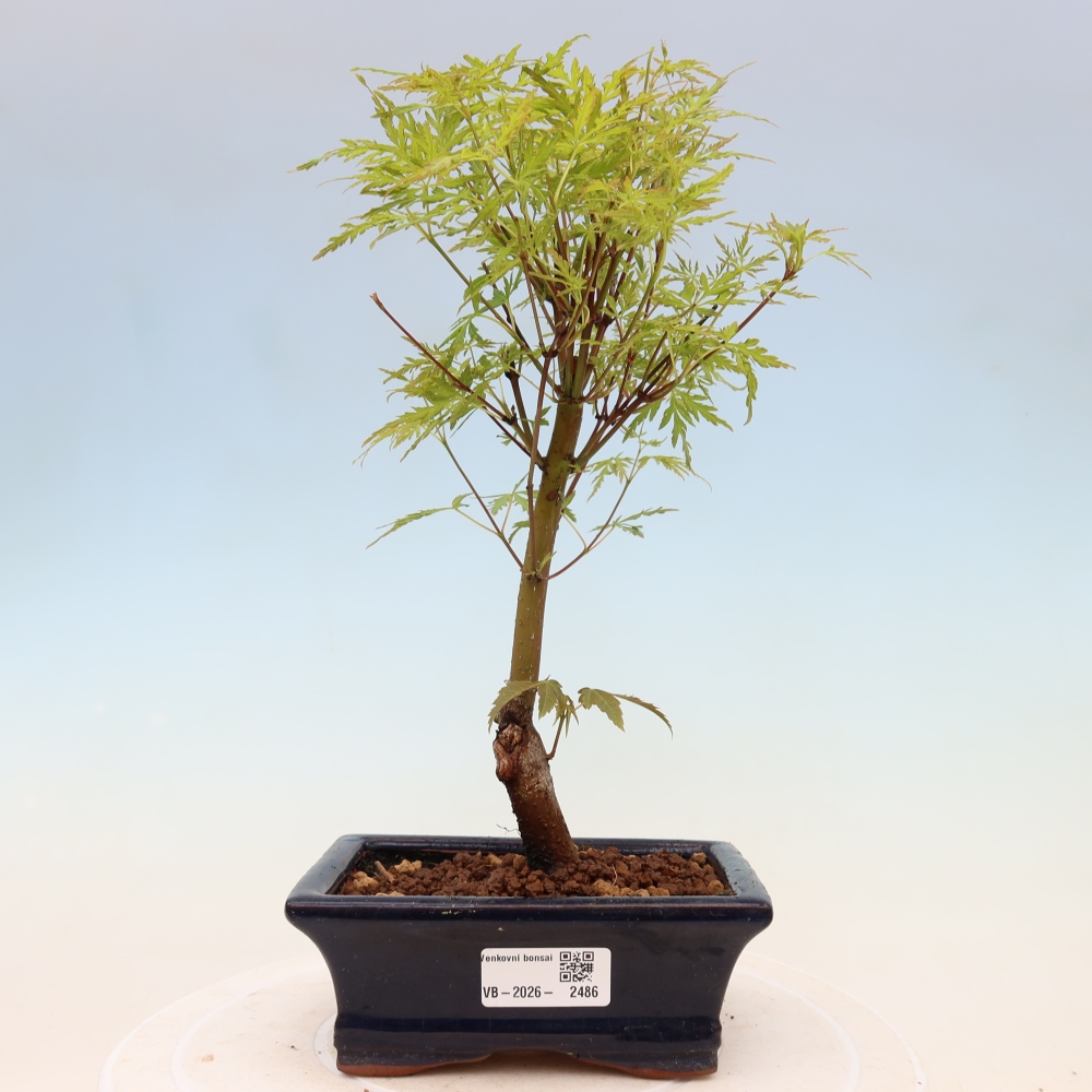 Outdoor bonsai - Acer palmatum Dissectum - Japanese Maple 