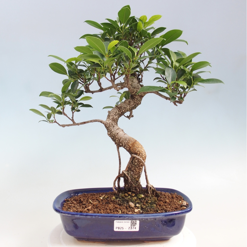 Indoor bonsai - Ficus kimmen - small-leaved ficus
