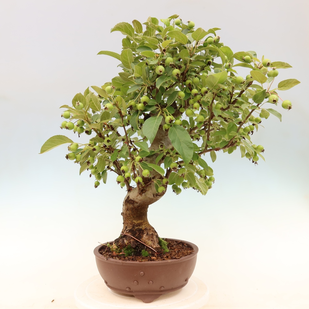 Outdoor bonsai -Malus halliana - Small-fruited apple tree