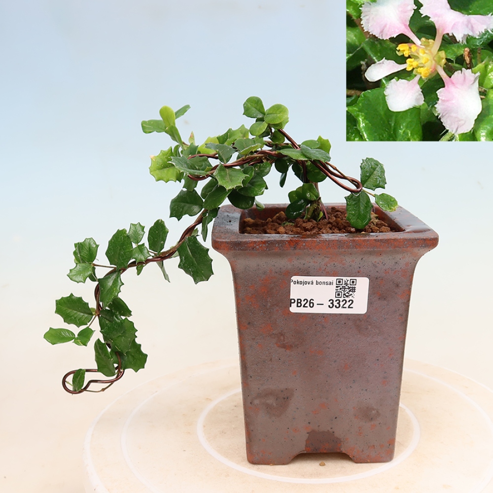 Indoor Bonsai - Barbados Cherry (Malpighia coccigera)