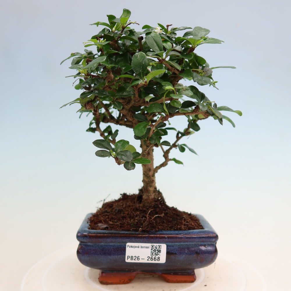 Room bonsai - Carmona macrophylla - Tea fuki