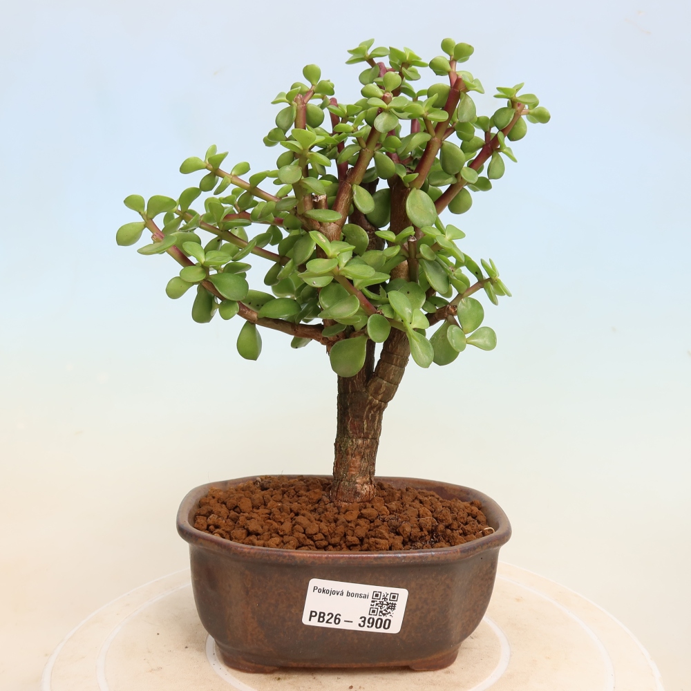 Room bonsai - Portulakaria Afra - Tlustice
