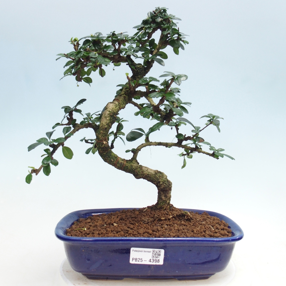 Room bonsai - Carmona macrophylla - Tea fuki