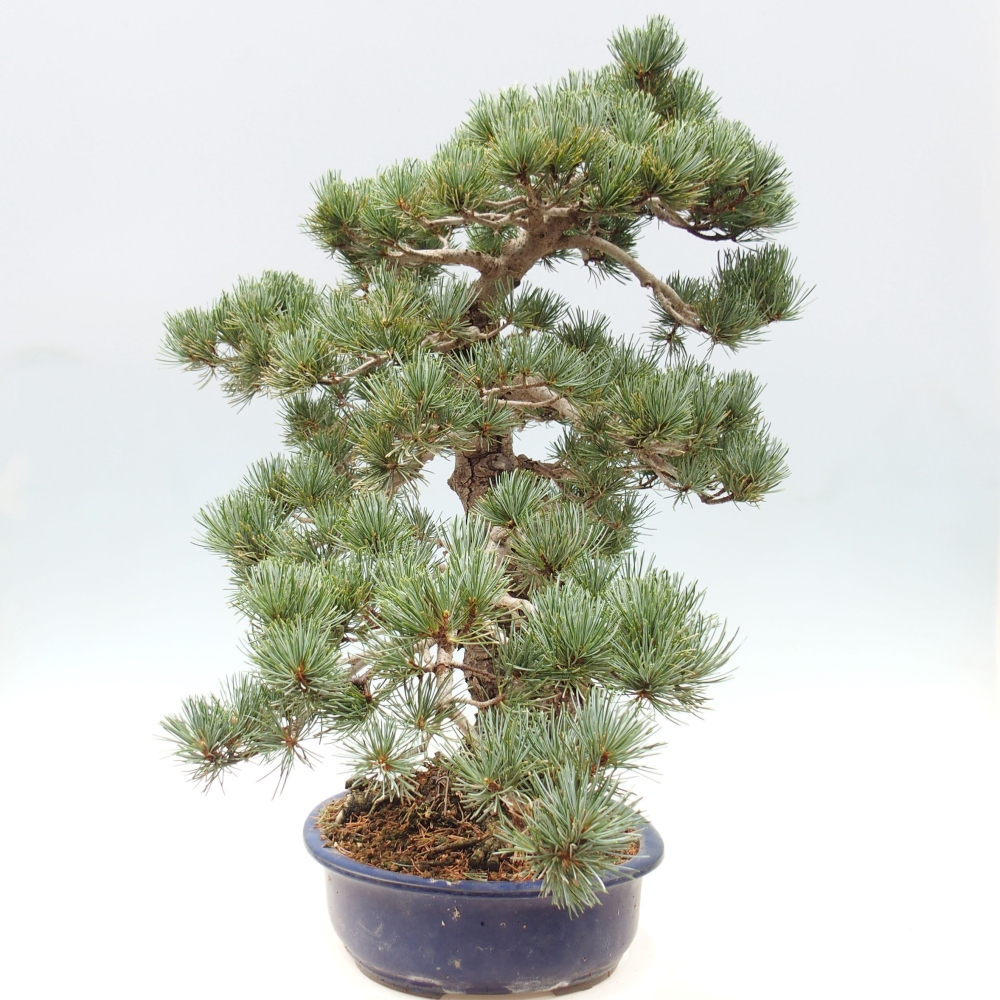 Outdoor bonsai - Pinus parviflora - Small pine tree