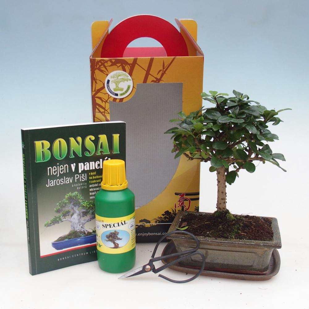 Room bonsai in gift box Carmona microphylla - Tea fuki