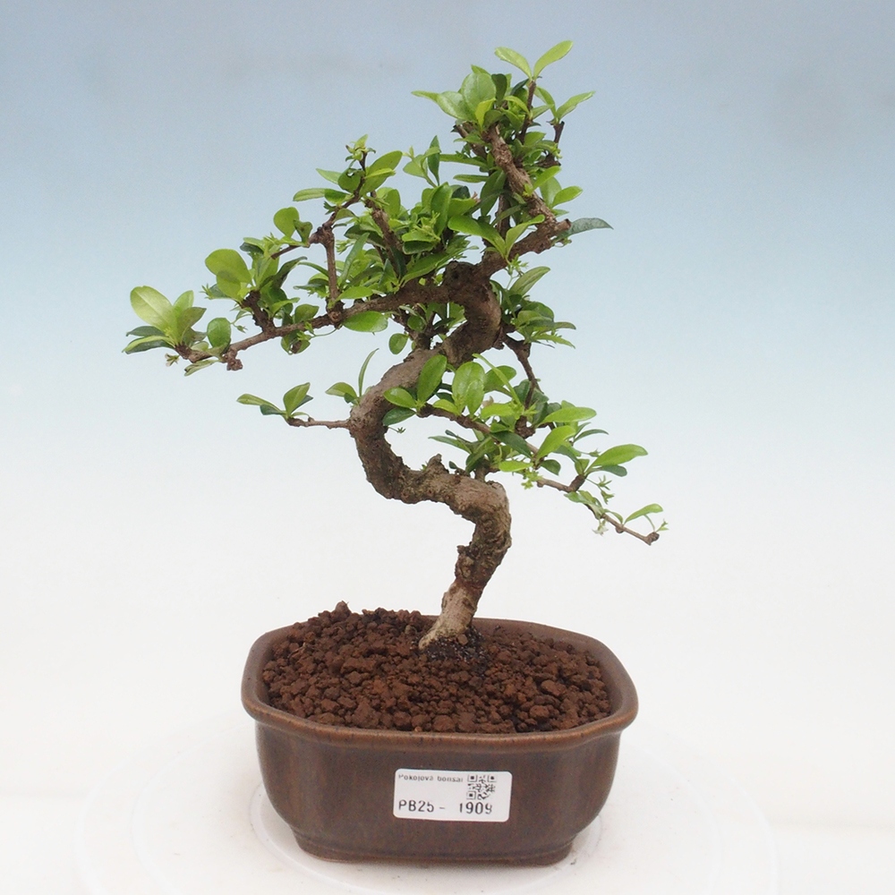 Indoor bonsai - Carmona macrophylla - Fuki tea