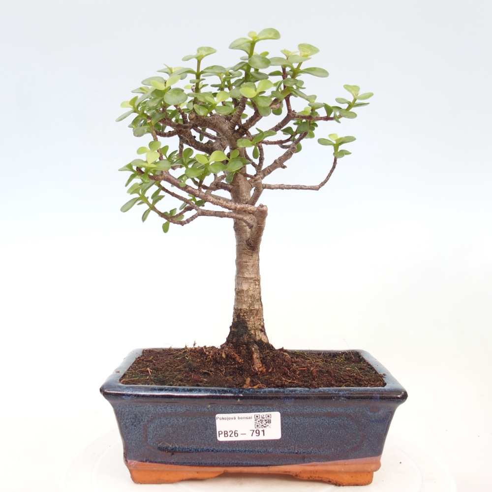 Room bonsai - Portulakaria Afra - Tlustice