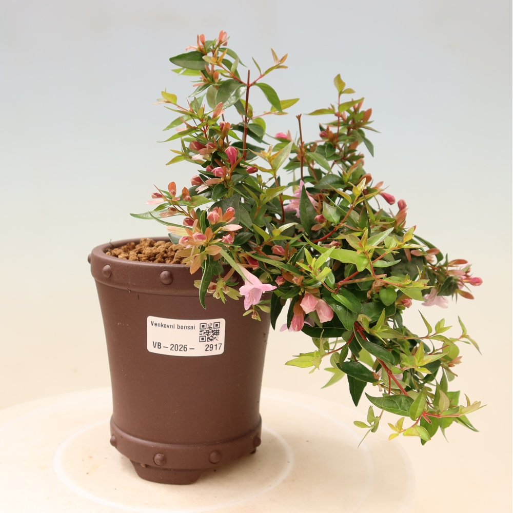 Outdoor Bonsai - Abelia Edward Goucher - Large-flowered Abelia