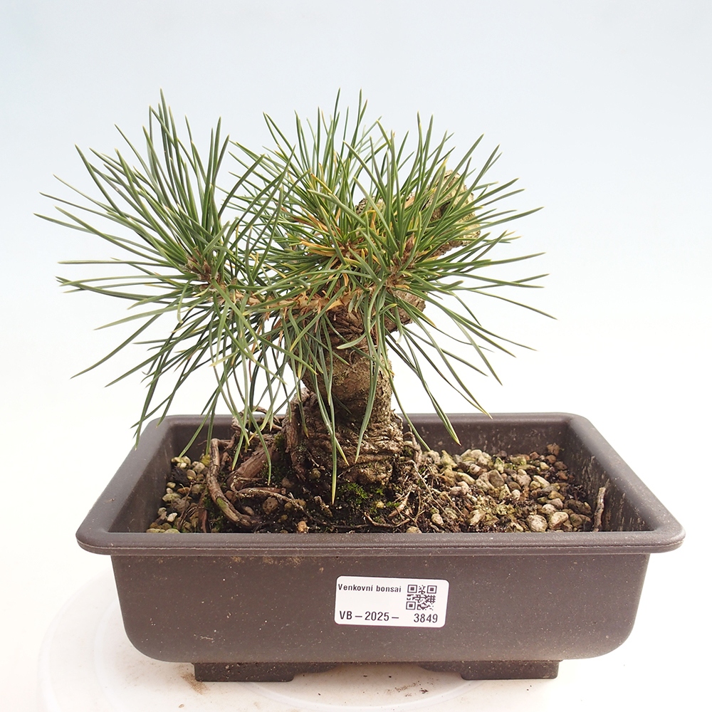 Outdoor bonsai - Pinus thunbergii - Thunberg pine