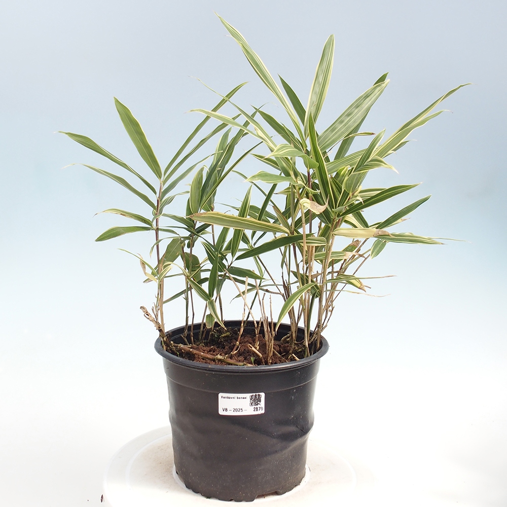 Outdoor bonsai - Sasaella masamuneana Albostriata - Bamboo