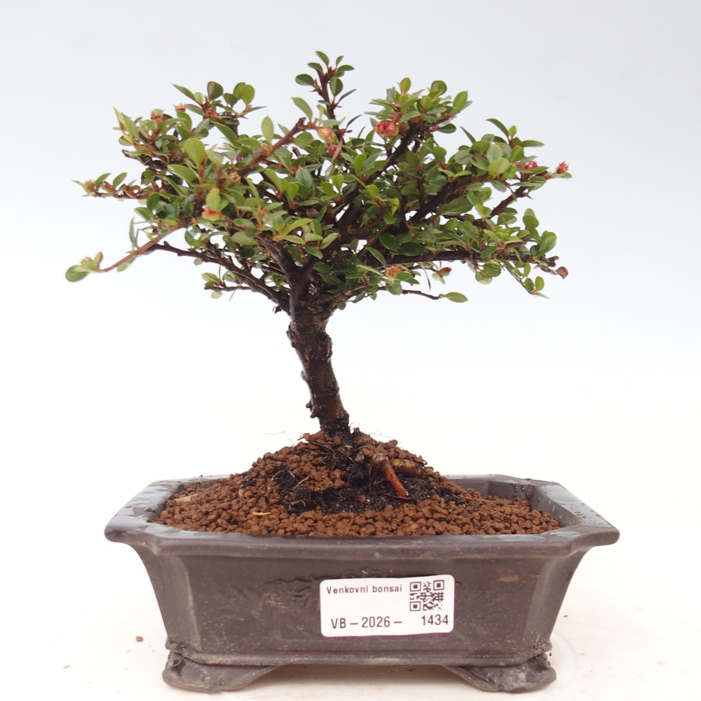 Outdoor bonsai - Cotoneaster horizontalis - Rocky Mountain