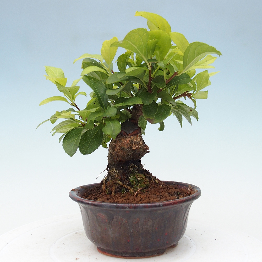 Outdoor bonsai - Celastrus Jesenec