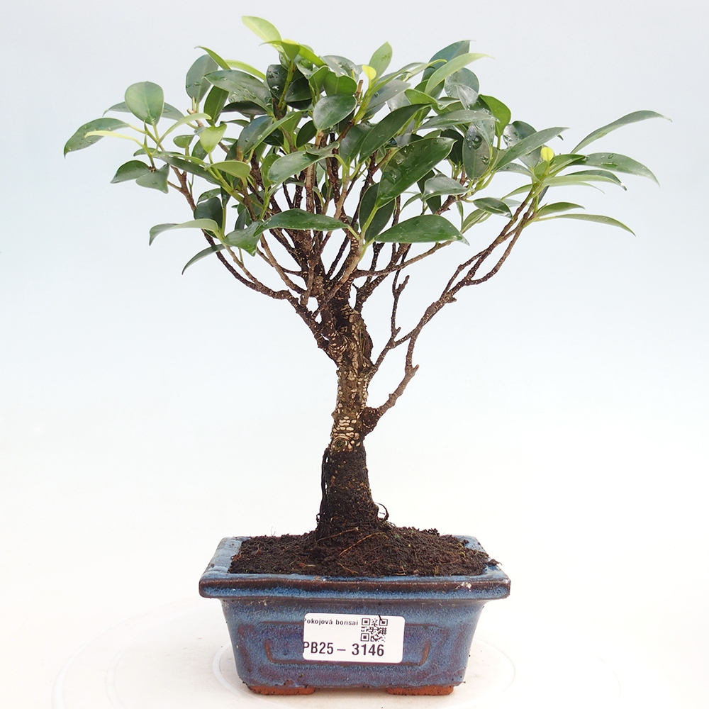 Room bonsai Ficus retusa kimmen