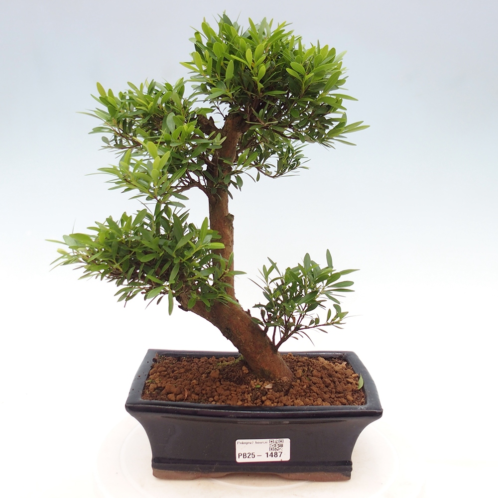 Room bonsai - Syzygium - Pimentovník