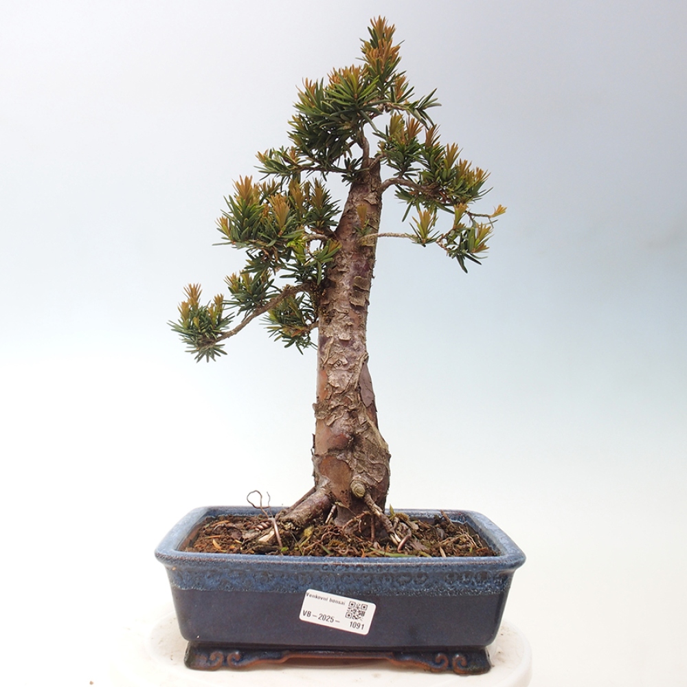 Outdoor bonsai - Taxus cuspidata - Japanese yew