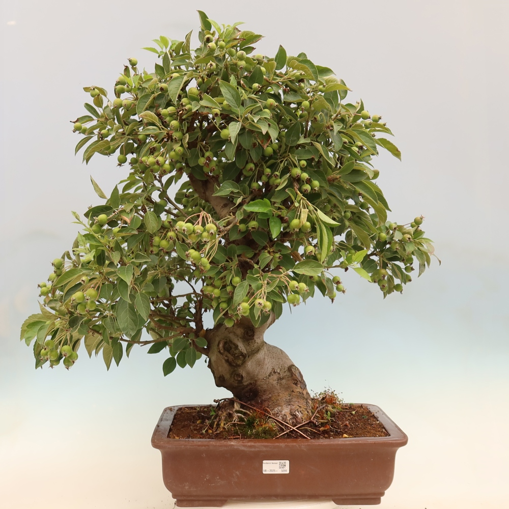 Outdoor bonsai - Malus halliana - Small-fruited apple tree