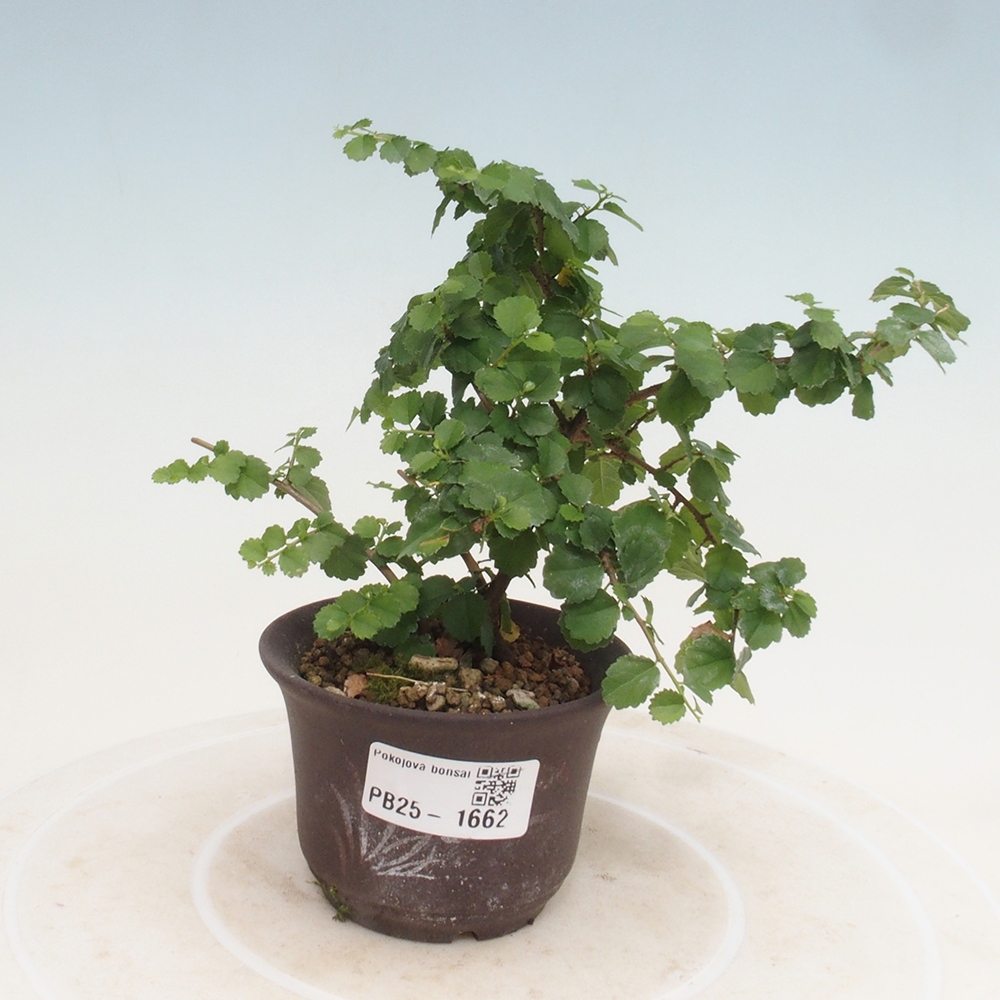 Indoor bonsai - Grewia sp. - Small-leaved Grewie