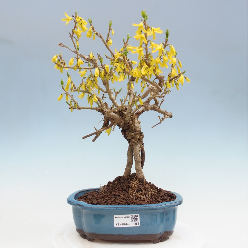 Outdoor bonsai - Zlatice - Forsythia koreana