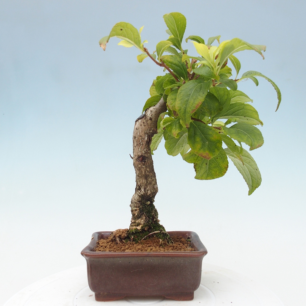 Outdoor bonsai - Celastrus Jesenec