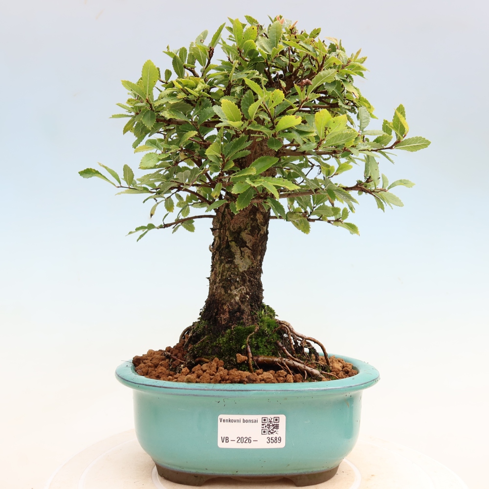 Outdoor bonsai - Zelkova - Zelkova NIRE