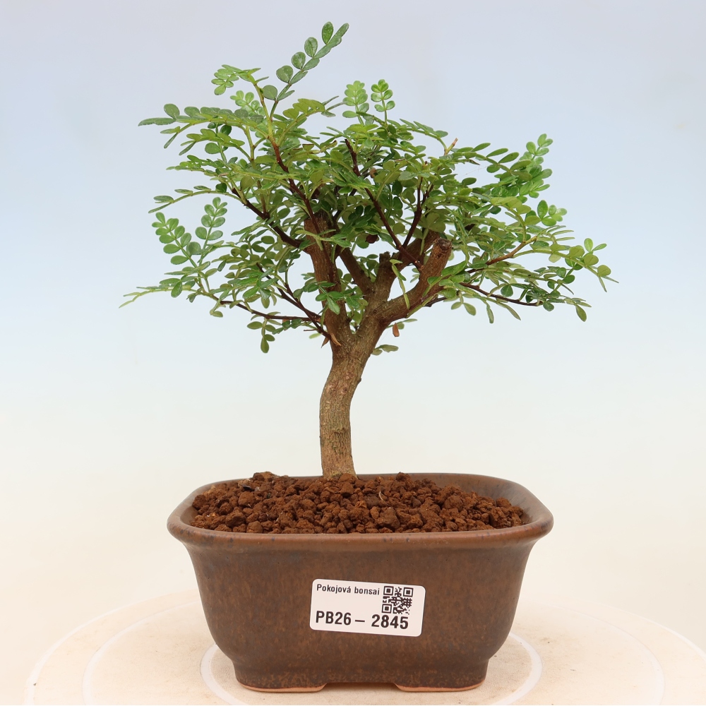 Room bonsai - Zantoxylum piperitum - pepper tree