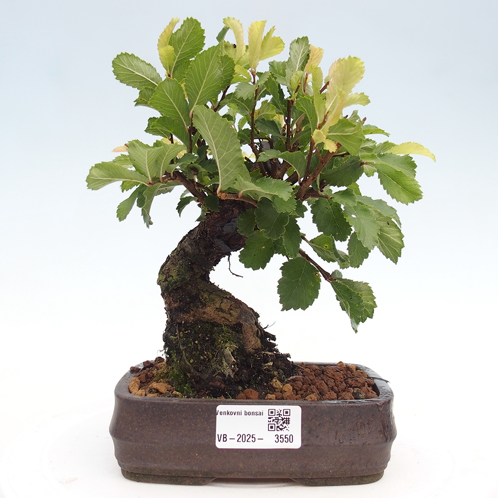 Outdoor bonsai - Zelkova - Zelkova NIRE