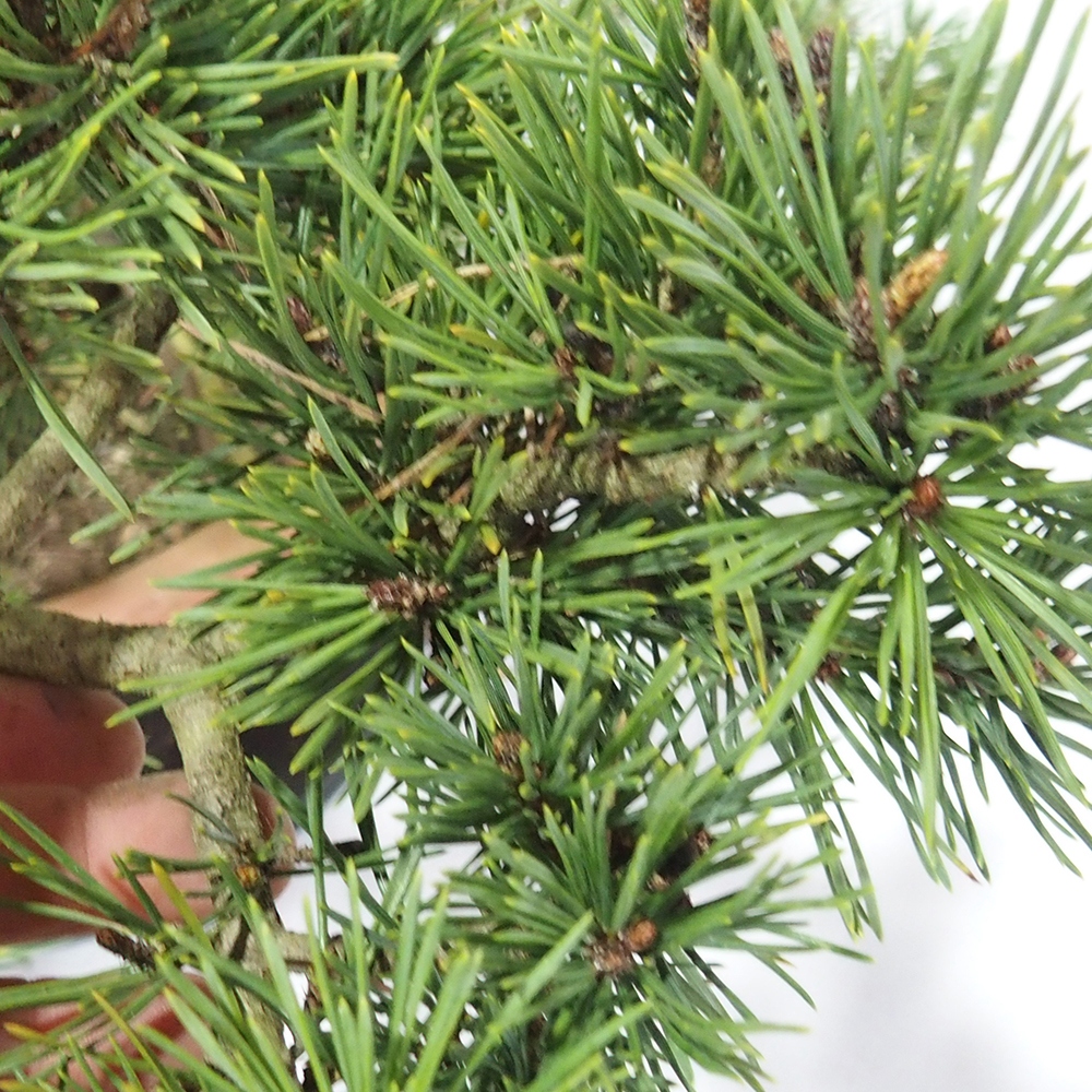 Yamadori - Pinus sylvestris 