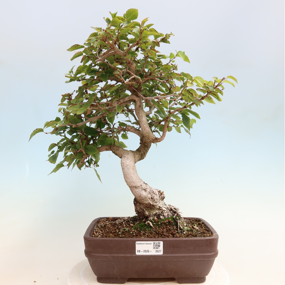 Outdoor bonsai -Carpinus CARPINOIDES - Korean Hornbeam