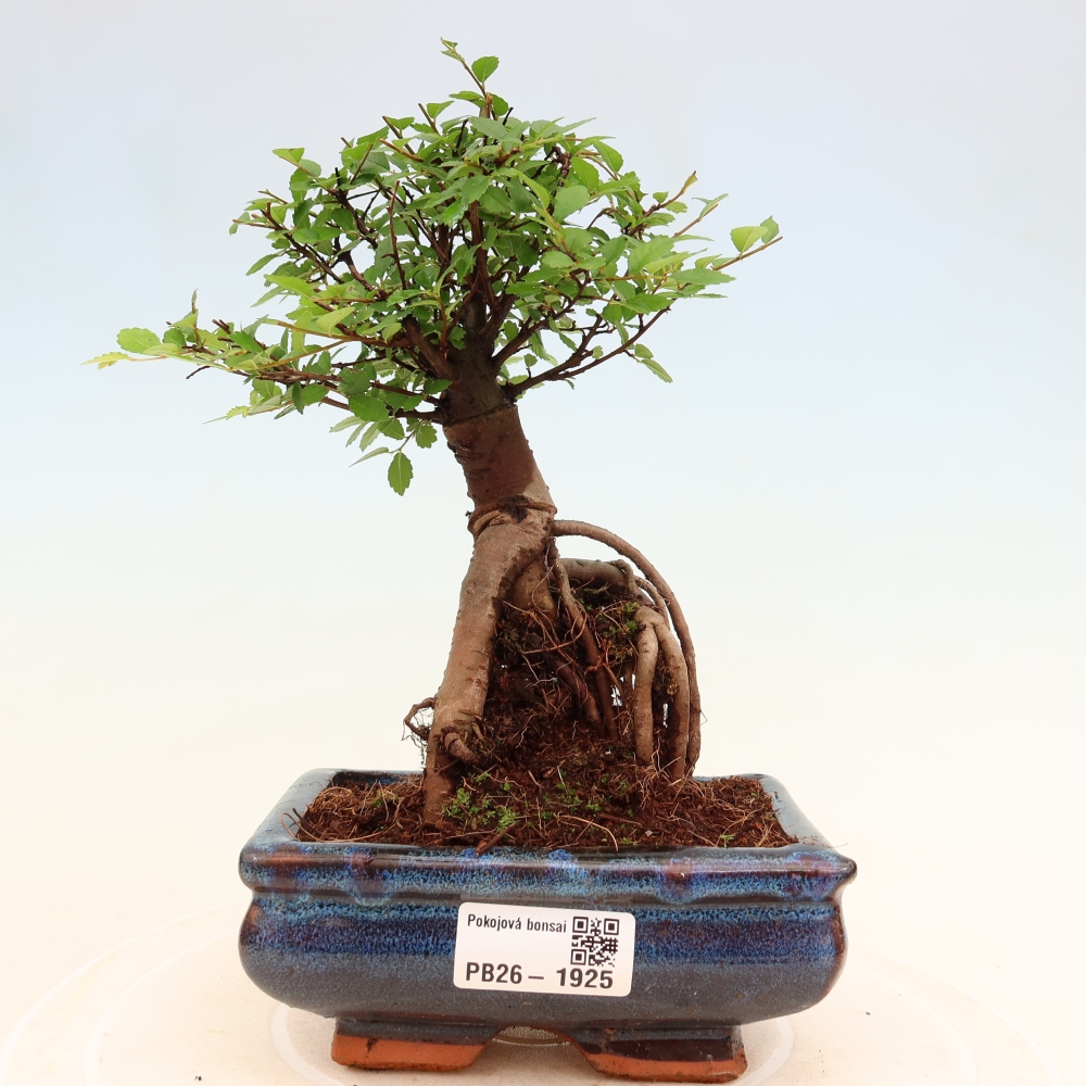 Room bonsai - Ulmus parvifolia - Small-leaved elm