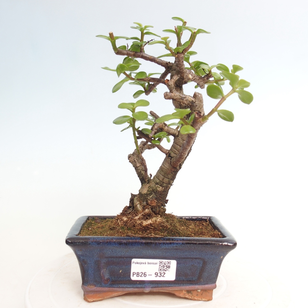 Room bonsai - Portulakaria Afra - Tlustice