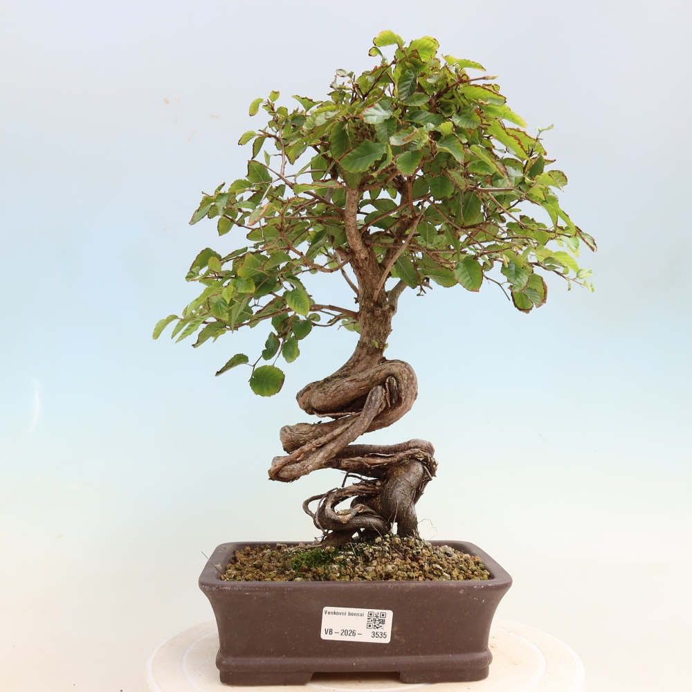 Outdoor bonsai -Carpinus CARPINOIDES - Korean Hornbeam