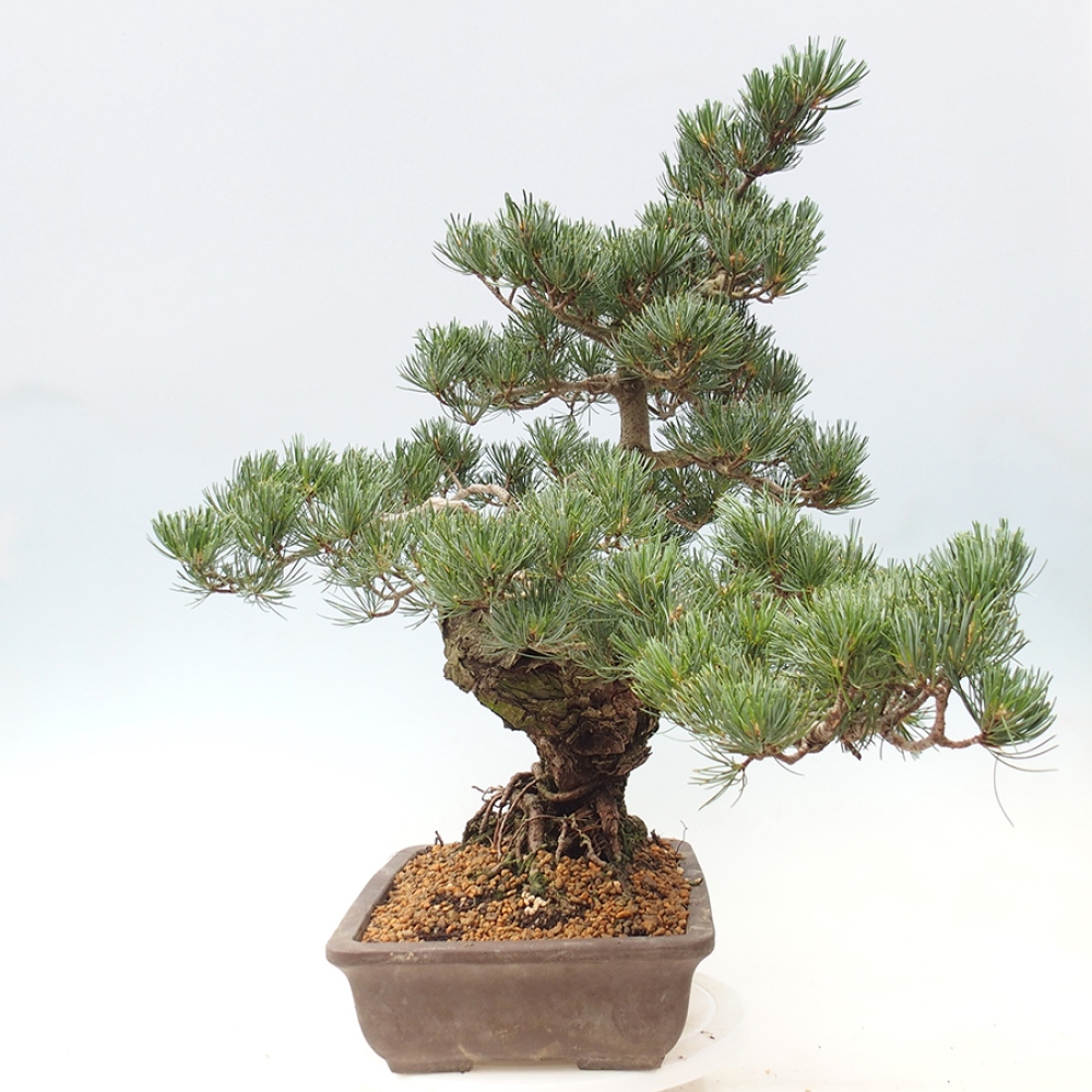 Outdoor bonsai - Pinus parviflora - Pinus parviflora