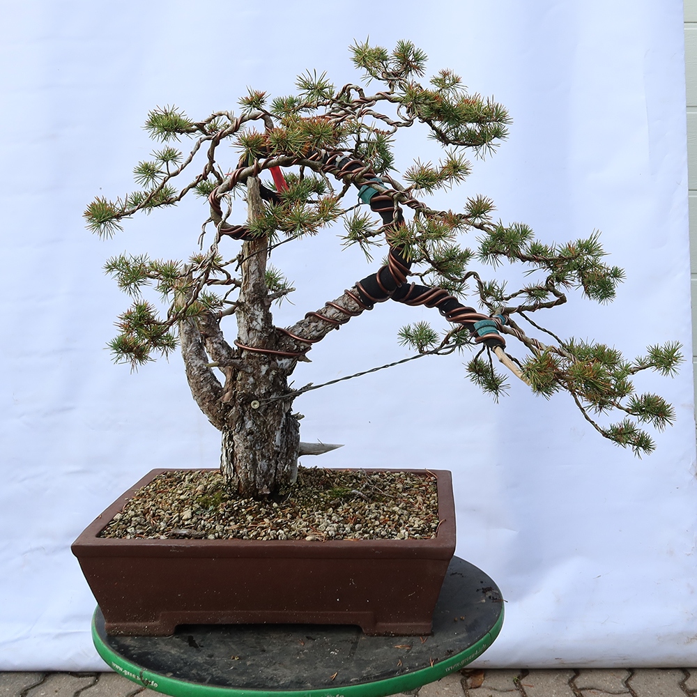 Pinus sylvestris Spain - Scots pine