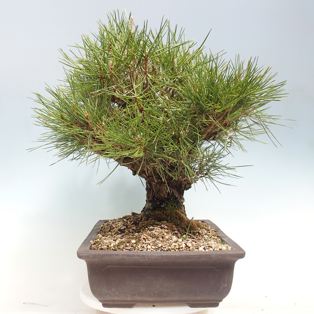 Outdoor bonsai - Pinus thunbergii - Thunberg pine