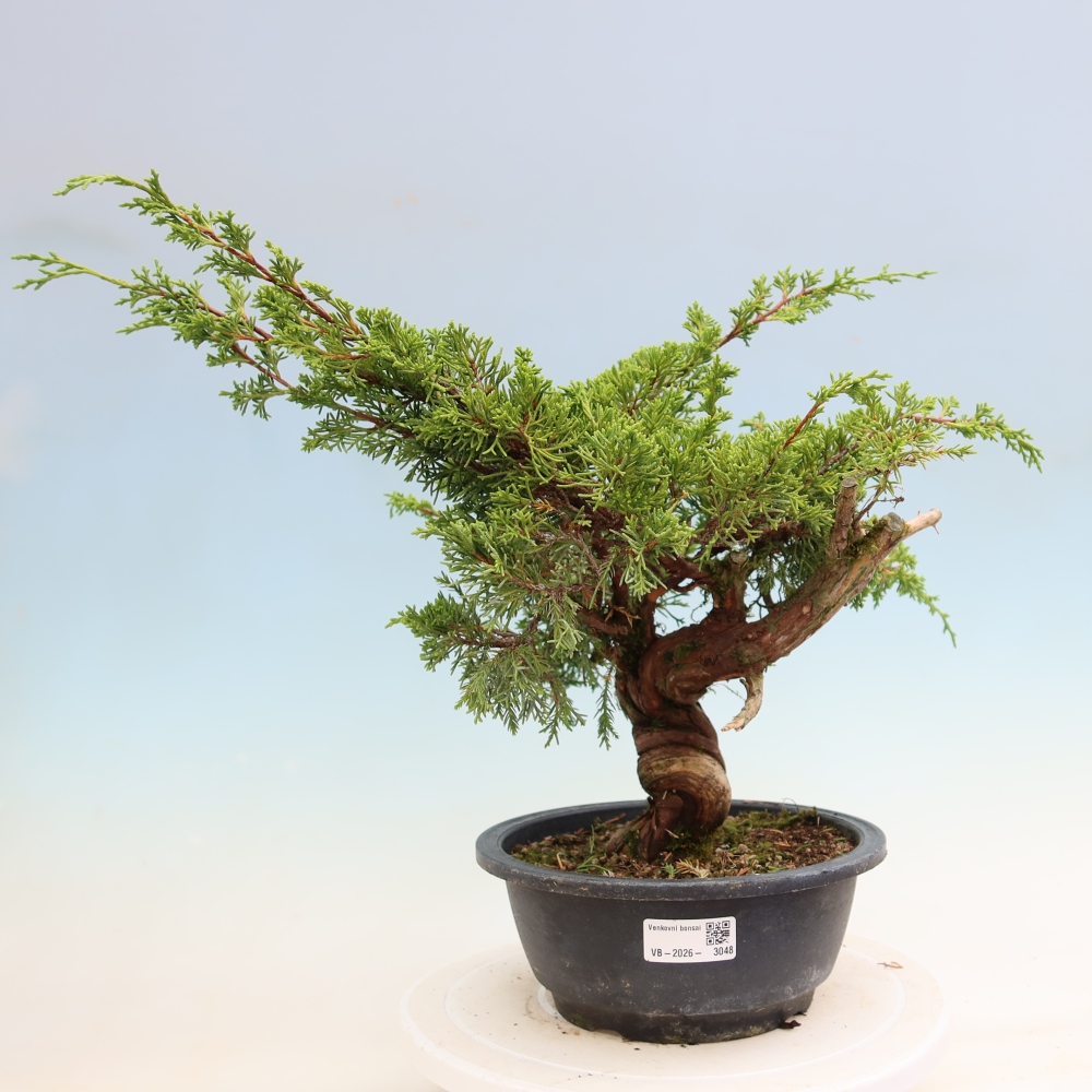 Outdoor Bonsai - Juniperus chinensis Itoigawa - Chinese Juniper