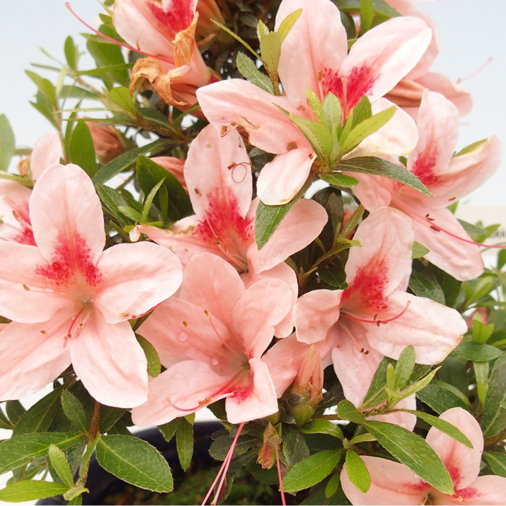 Outdoor bonsai - Japanese azalea - Azalea Nikko