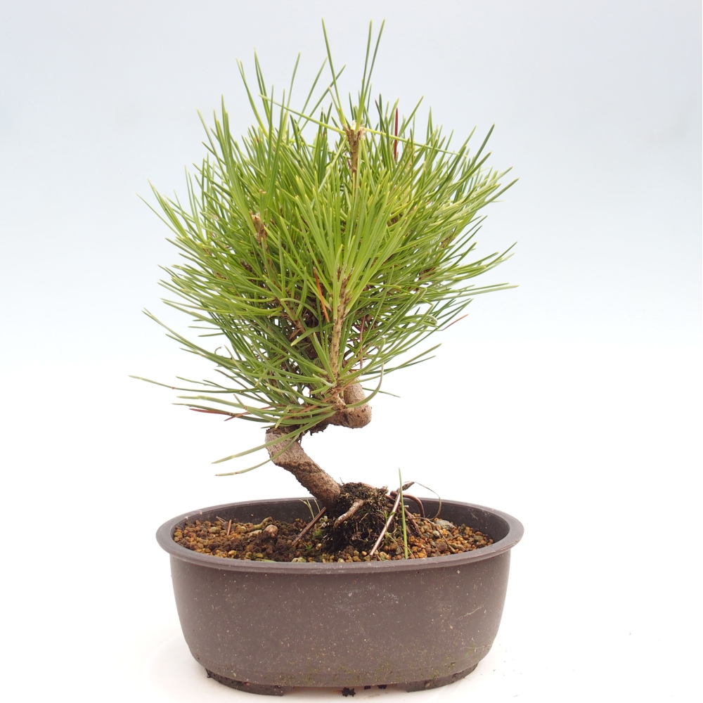 Outdoor bonsai - Pinus thunbergii - Thunbergia pine