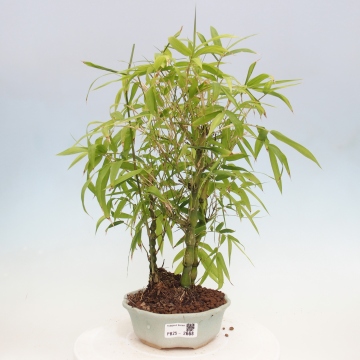 Indoor bonsai - Bamboo Buddha-Bamboo Buddha's belly - e-bonsai.com