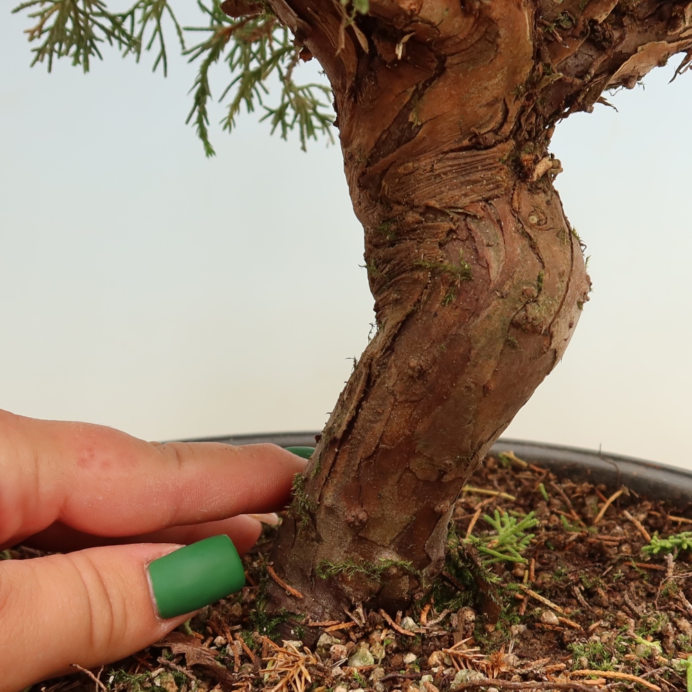Outdoor Bonsai - Juniperus chinensis Itoigawa - Chinese Juniper